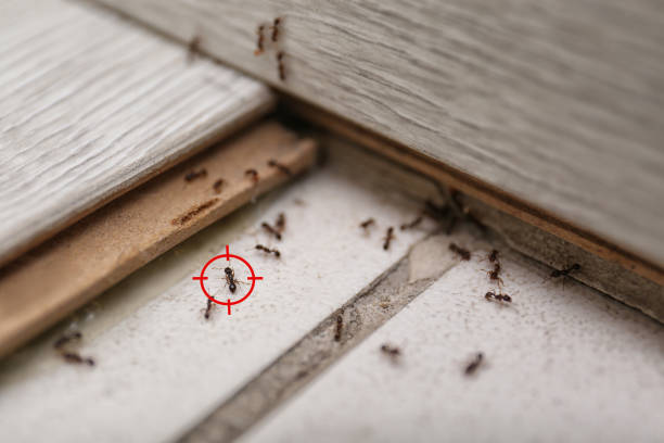 Best Pest Control Cost  in Woonsocket, RI