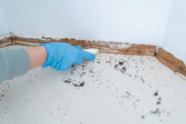 Wasp Removal Services in Woonsocket, RI